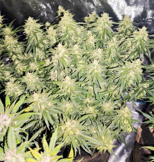 SG and SS Autos 6 Plants. Week 13