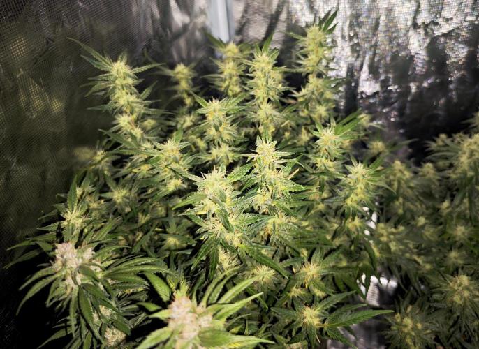 SG and SS Autos 6 Plants. Week 13