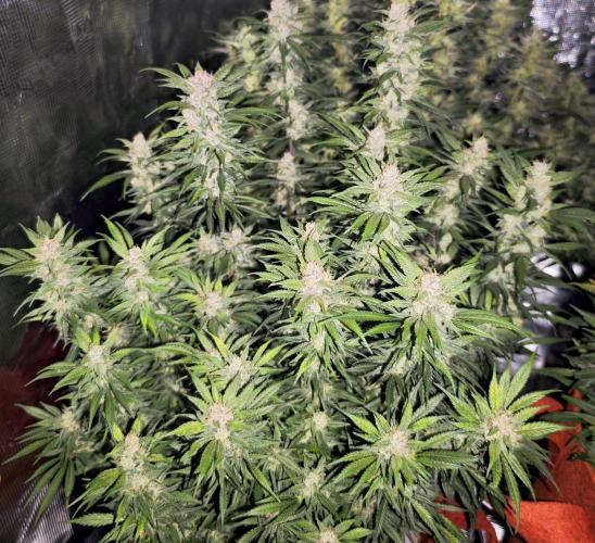 SG and SS Autos 6 Plants. Week 13