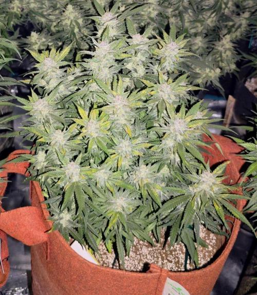 SG and SS Autos 6 Plants. Week 13