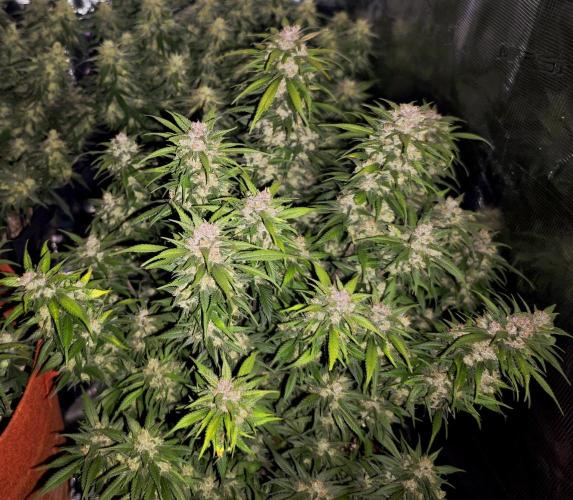 SG and SS Autos 6 Plants. Week 13