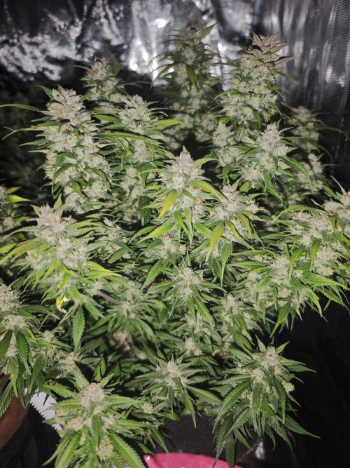 SG and SS Autos 6 Plants. Week 14 - Just before the chop, rest of them on the way. Wil update. 