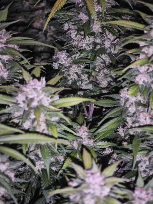 SG and SS Autos 6 Plants. Week 14