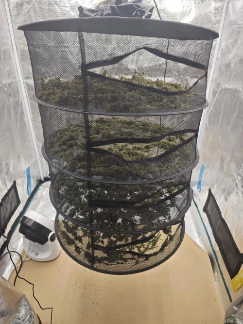 SG and SS Autos 6 Plants. Week 14