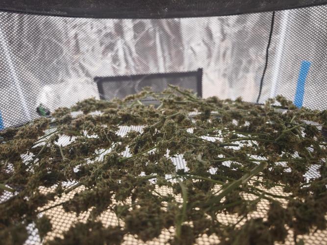 SG and SS Autos 6 Plants. Week 14
