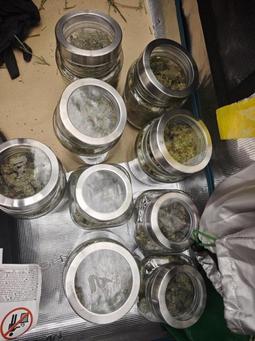 SG and SS Autos 6 Plants. Week 14