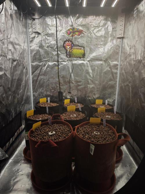 Fastbuds G2S1 Frostbanger. Week 0