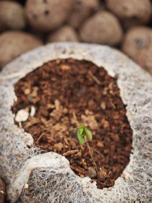 Fastbuds G2S3 Apple strudel. Week 0