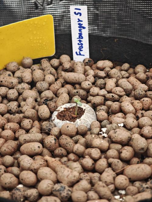 Fastbuds G2S1 Frostbanger. Week 1