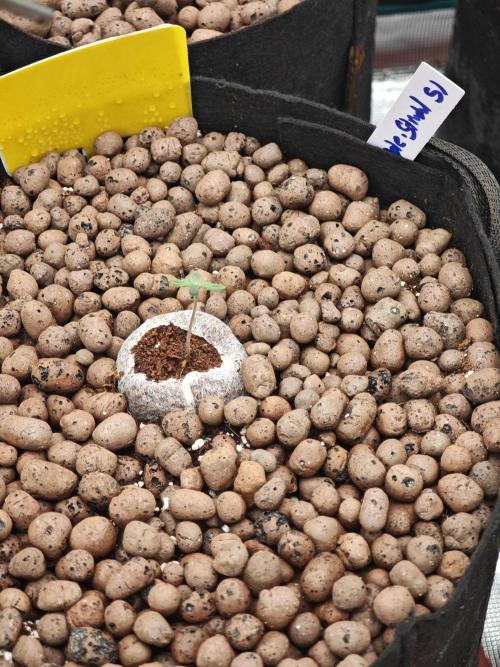 Fastbuds G2S3 Apple strudel. Week 1