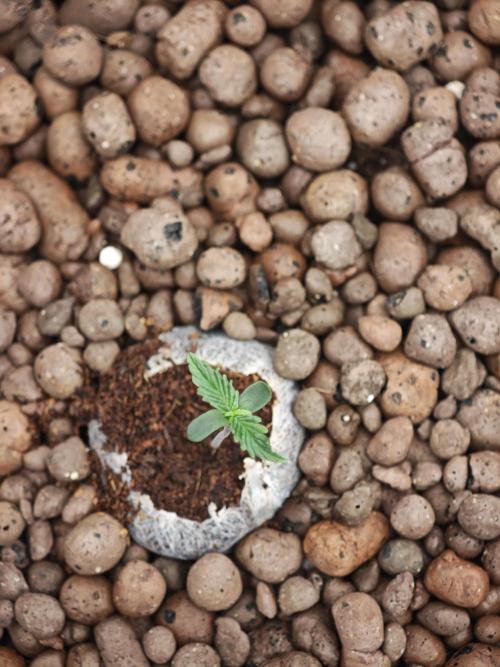Fastbuds G2S3 Apple strudel. Week 1