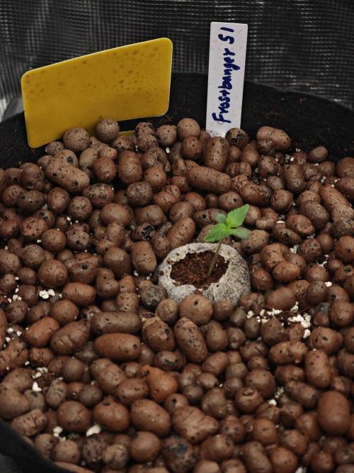 Fastbuds G2S1 Frostbanger. Week 1