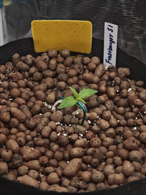 Fastbuds G2S1 Frostbanger. Week 2