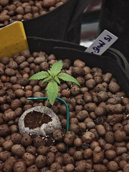 Fastbuds G2S3 Apple strudel. Week 2