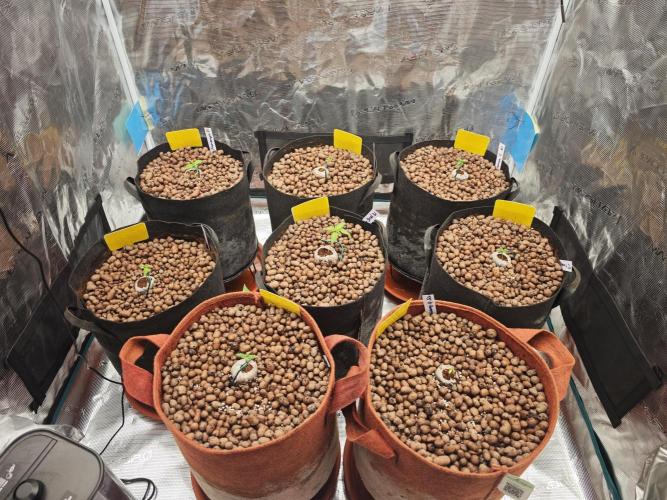 Fastbuds G2S1 Frostbanger. Week 2