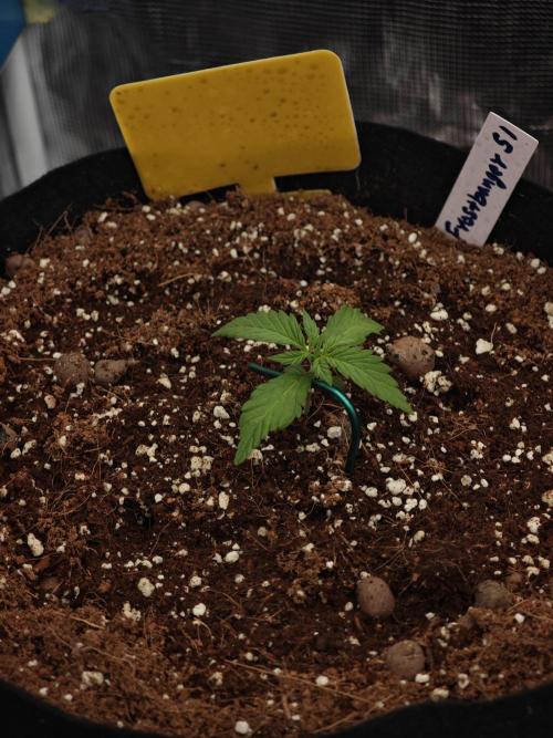 Fastbuds G2S1 Frostbanger. Week 2