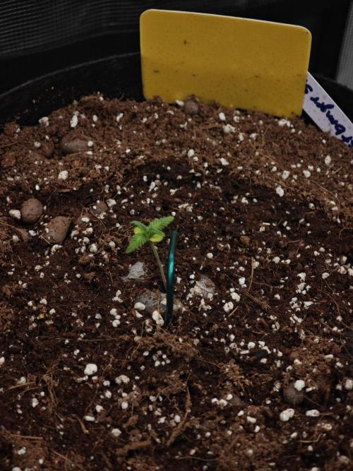 Fastbuds G2S1 Frostbanger. Week 2