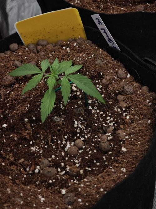 Fastbuds G2S3 Apple strudel. Week 2