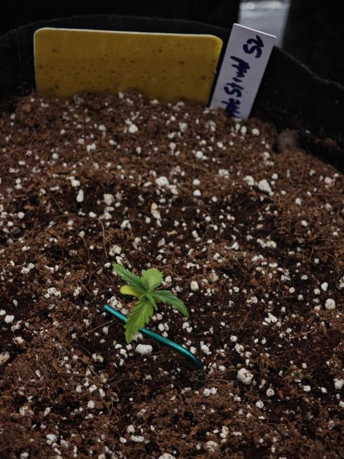 Fastbuds G2S3 Apple strudel. Week 2