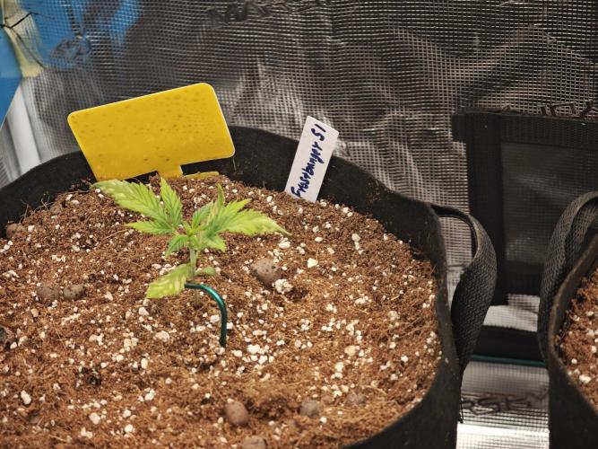 Fastbuds G2S1 Frostbanger. Week 3