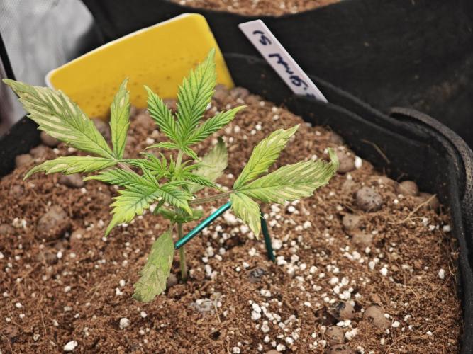 Apple Strudel Auto. Week 3