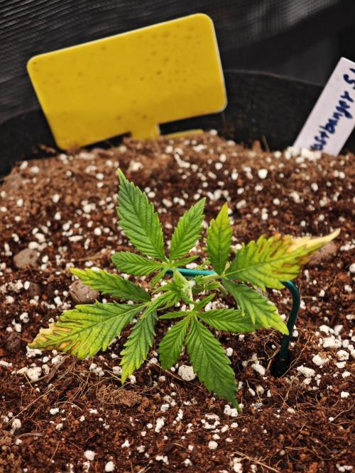 Fastbuds G2S1 Frostbanger. Week 3