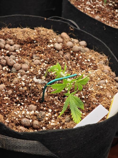 Fastbuds G2S3 Apple strudel. Week 3