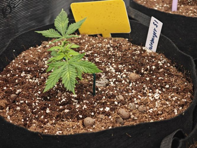 Fastbuds G2S1 Frostbanger. Week 4