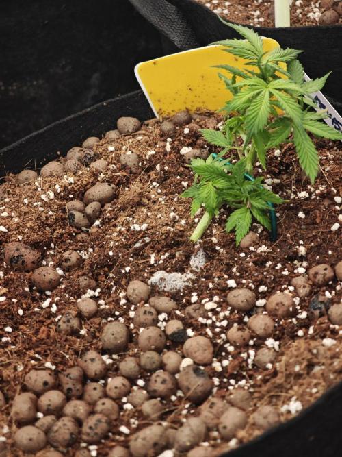 Apple Strudel Auto. Week 4