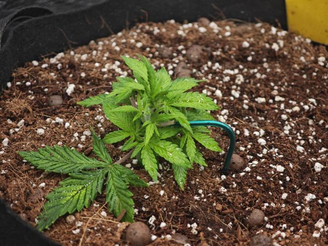 Fastbuds G2S1 Frostbanger. Week 4