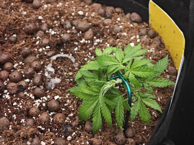Fastbuds G2S3 Apple strudel. Week 4