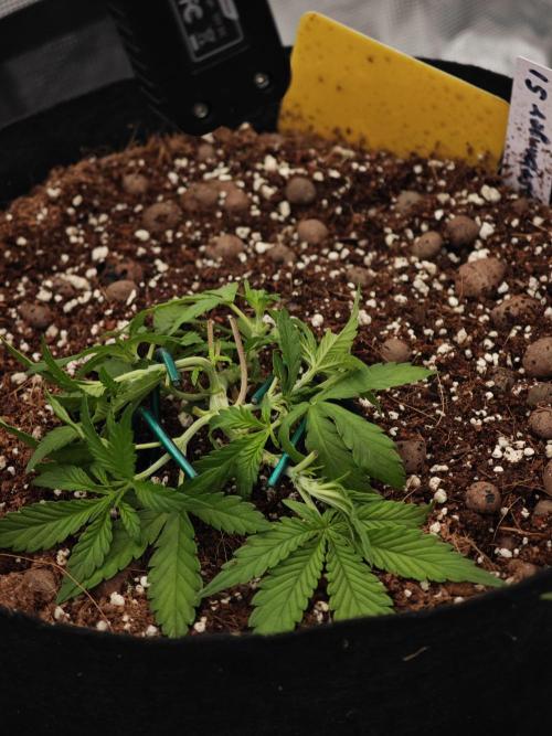 Fastbuds G2S1 Frostbanger. Week 5