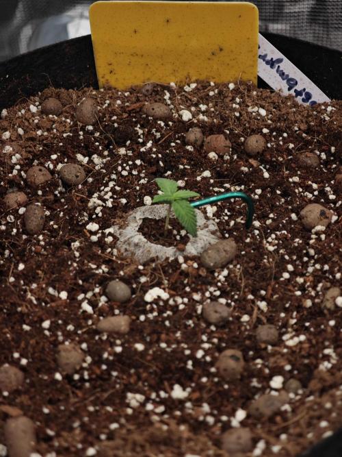 Fastbuds G2S1 Frostbanger. Week 5