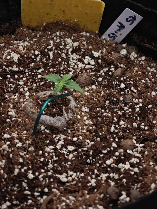 Fastbuds G2S3 Apple strudel. Week 5