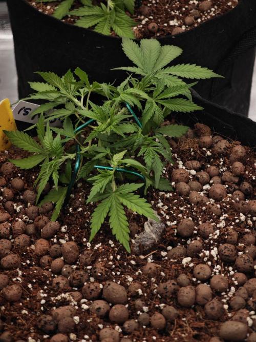 Fastbuds G2S3 Apple strudel. Week 5