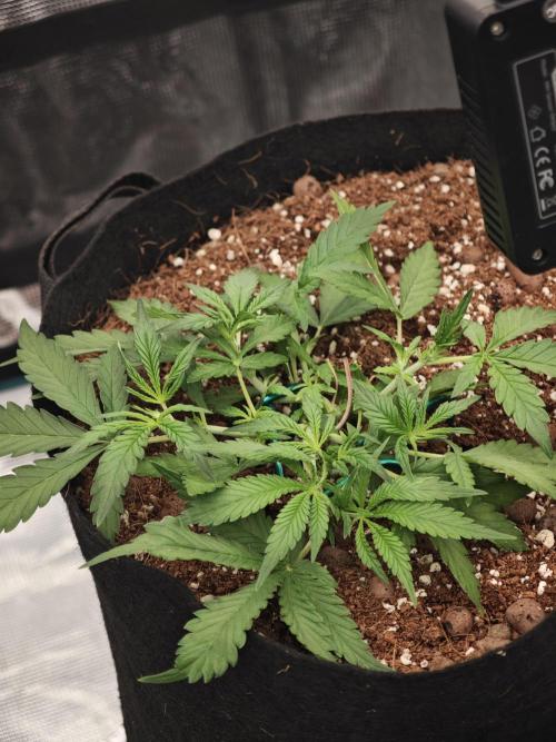 Fastbuds G2S1 Frostbanger. Week 5