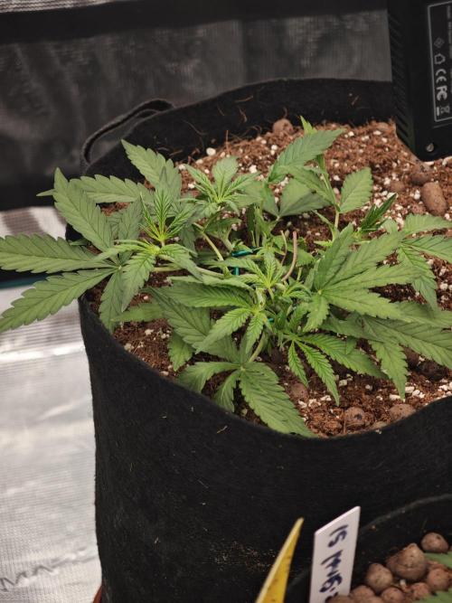 Fastbuds G2S1 Frostbanger. Week 5