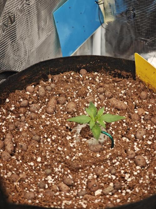 Fastbuds G2S1 Frostbanger. Week 5