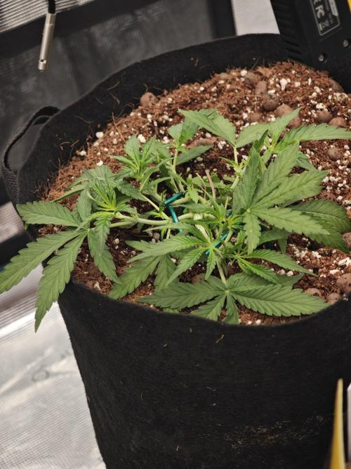 Fastbuds G2S1 Frostbanger. Week 5