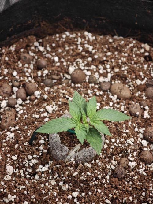 Fastbuds G2S3 Apple strudel. Week 5