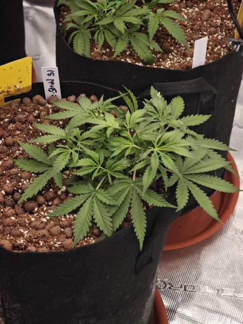 Fastbuds G2S3 Apple strudel. Week 5