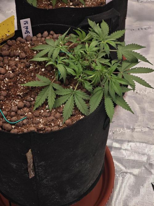Fastbuds G2S3 Apple strudel. Week 5