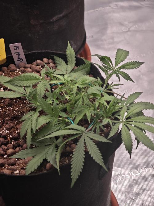 Fastbuds G2S3 Apple strudel. Week 5