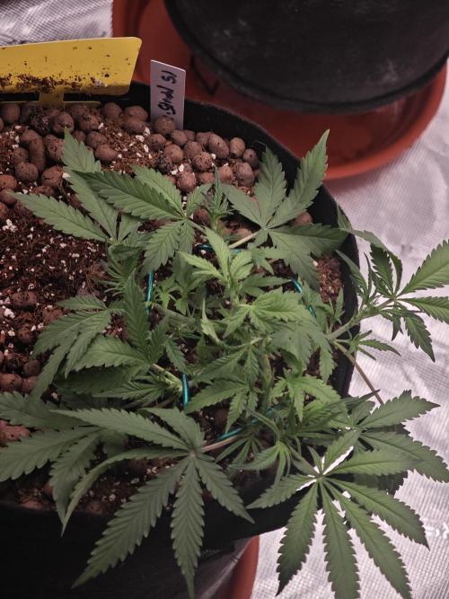 Fastbuds G2S3 Apple strudel. Week 5