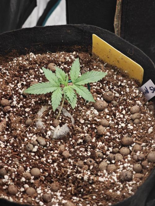 Fastbuds G2S3 Apple strudel. Week 5