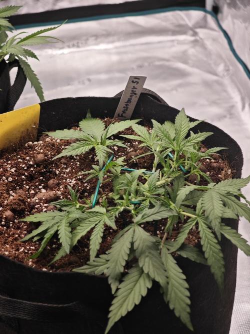 Fastbuds G2S1 Frostbanger. Week 5