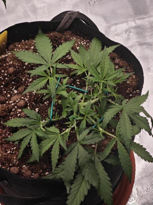 Fastbuds G2S1 Frostbanger. Week 5