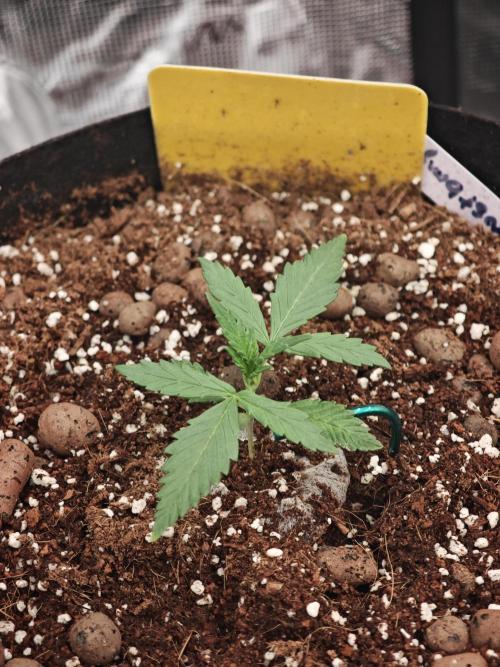 Fastbuds G2S1 Frostbanger. Week 5