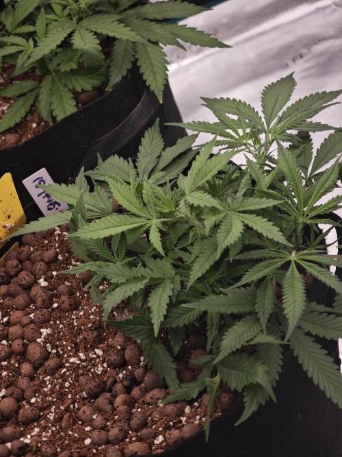 Fastbuds G2S3 Apple strudel. Week 6