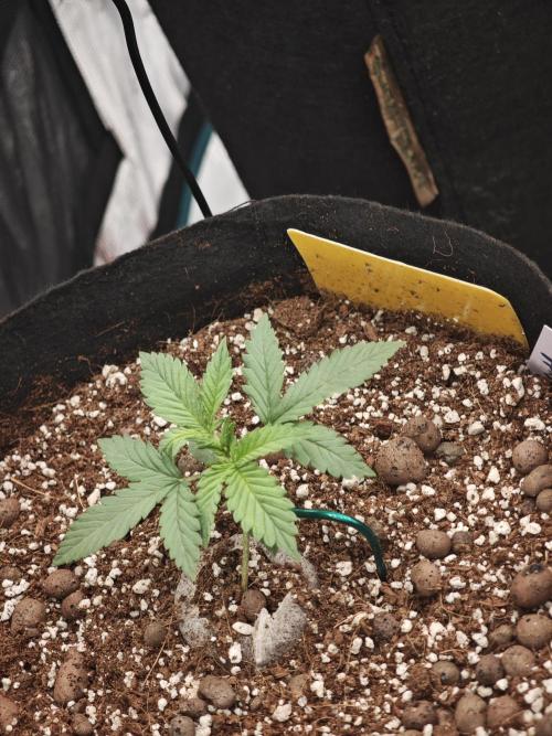 Fastbuds G2S3 Apple strudel. Week 6